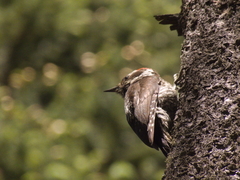 Dryobates stricklandi