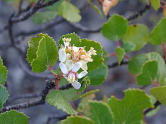 Pterostemon rotundifolius