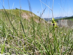 Ophrys fusca funerea