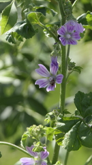 Malva cretica