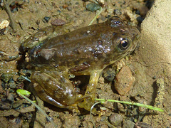 Pelophylax kurtmuelleri