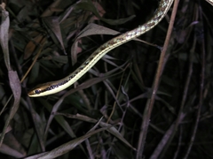 Dendrelaphis pictus