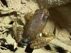 Pelophylax kurtmuelleri