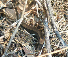 Ablepharus kitaibelii