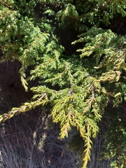 Juniperus communis saxatilis