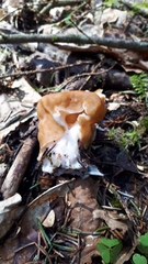Gyromitra gigas