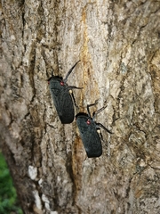 Acraephia perspicillata