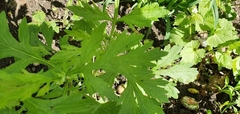 Artemisia vulgaris