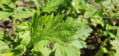 Artemisia vulgaris