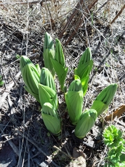 Veratrum lobelianum