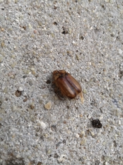 Amphimallon solstitiale