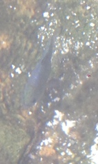 Cyprinodon nevadensis mionectes