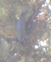 Cyprinodon nevadensis mionectes