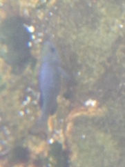 Cyprinodon nevadensis mionectes