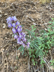 Lupinus affinis