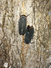 Acraephia perspicillata