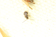 Ptinus fallax