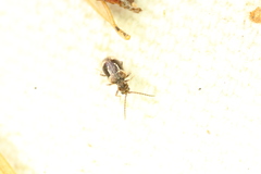 Ptinus fallax