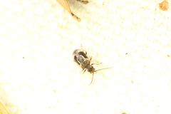 Ptinus fallax