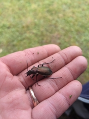 Carabus monilis