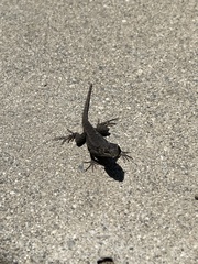 Sceloporus occidentalis
