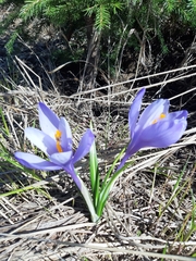 Crocus veluchensis