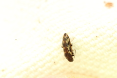 Prothalpia holmbergi