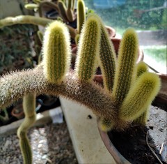 Cleistocactus winteri