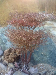 Eriogonum rixfordii