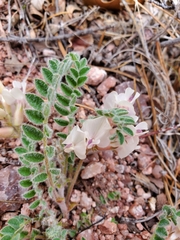 Astragalus parryi