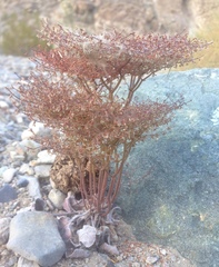 Eriogonum rixfordii