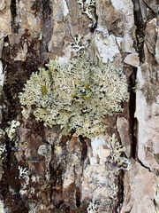 Heterodermia squamulosa