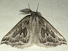 Plataea californiaria