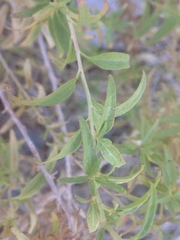 Brickellia longifolia
