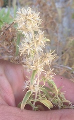 Brickellia longifolia