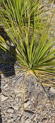 Dasylirion leiophyllum