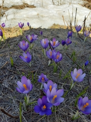 Crocus veluchensis