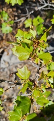 Acer grandidentatum