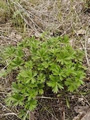 Potentilla intermedia