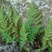 Coville's Lipfern - Photo (c) Jason Hollinger, some rights reserved (CC BY)