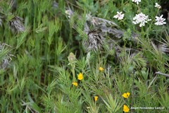 Iberis pectinata
