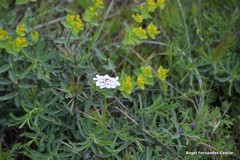 Iberis pectinata