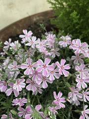 Phlox