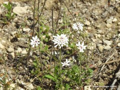 Iberis pectinata
