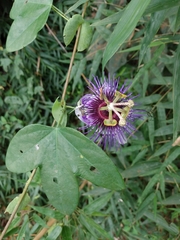 Passiflora amethystina