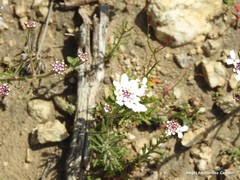 Iberis pectinata