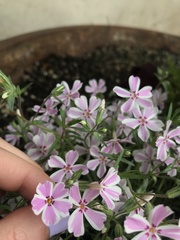 Phlox