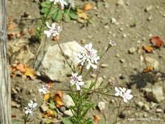 Iberis pectinata