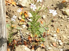 Iberis pectinata
