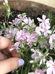 Phlox